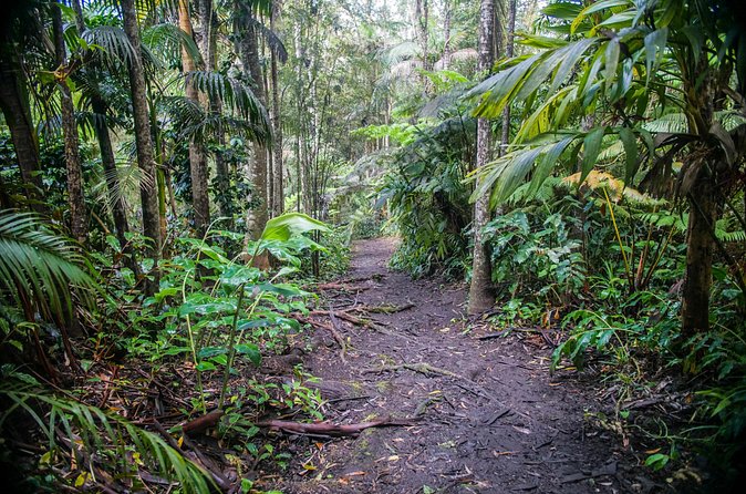 Kona Cloud Forest Sanctuary Pantropical Tour (1.5 hrs) - Qualified Guides and Personal Touches