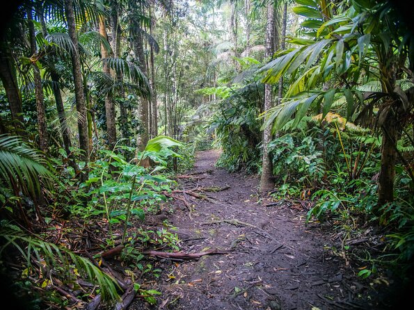 Kona Cloud Forest Sanctuary Pantropical Tour (1.5 hrs) - Practical Tips and What to Bring