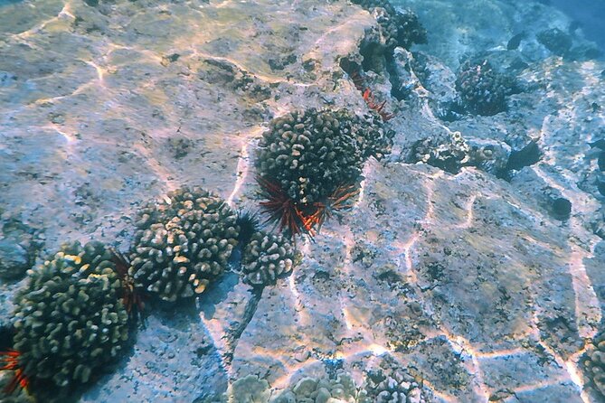 Kona Coast Cruise: Snorkel Kealakekua Bay & Dolphin Encounter - Timing and Booking Advice