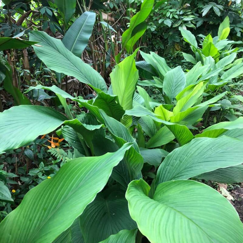 Kona Coast: Rooster Farms Coffee Tasting - Discover Kona’s Organic Coffee at Rooster Farms