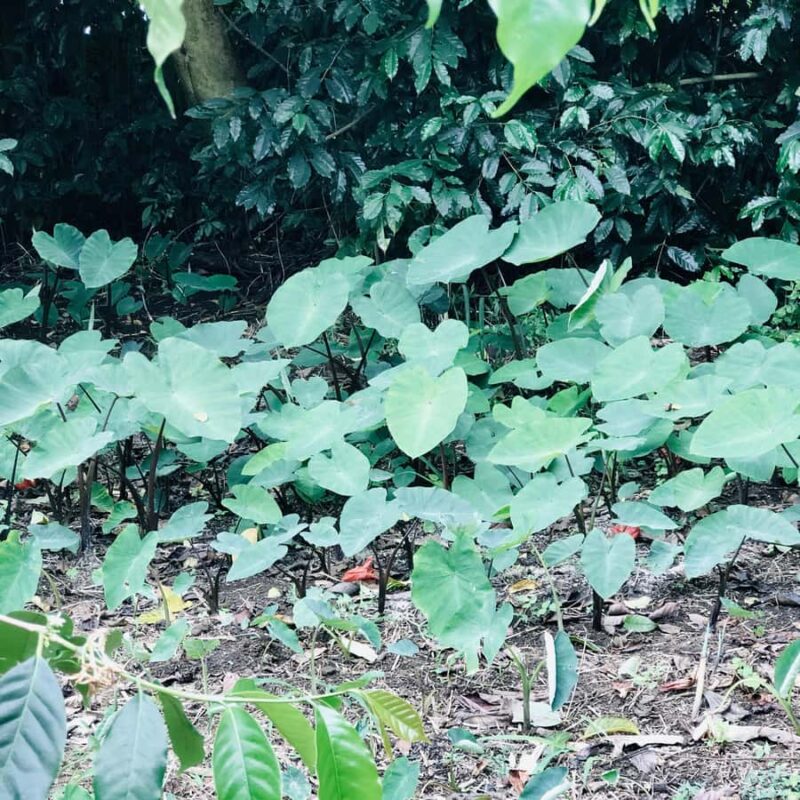 Kona Coast: Rooster Farms Coffee Tasting - Key Points