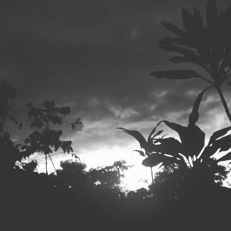 Kona Coast: Rooster Farms Coffee Tasting - Learning the Coffee Growing Process