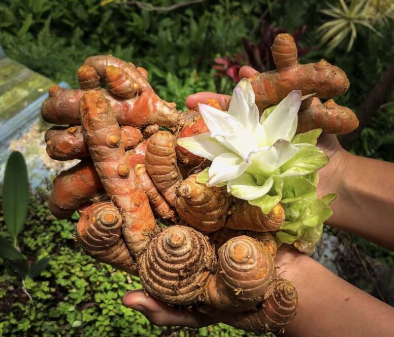 Kona Coast: Rooster Farms Coffee Tasting - What to Expect During the 1-Hour Experience