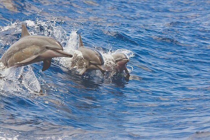 Kona Coastline Escape: Sail with Dolphins & Turtles on Honi Olani - Kona Coastline Sailing in a Comfortable Catamaran