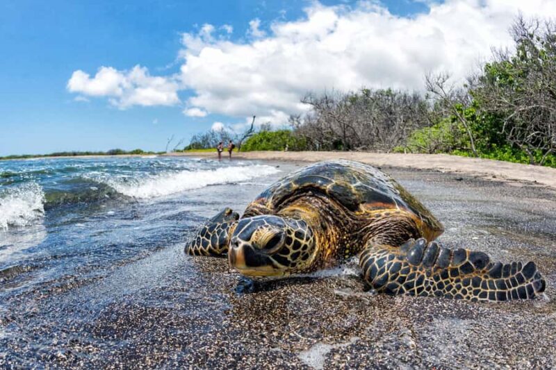 Kona: Coffee and Sea Turtles Tour - Key Points