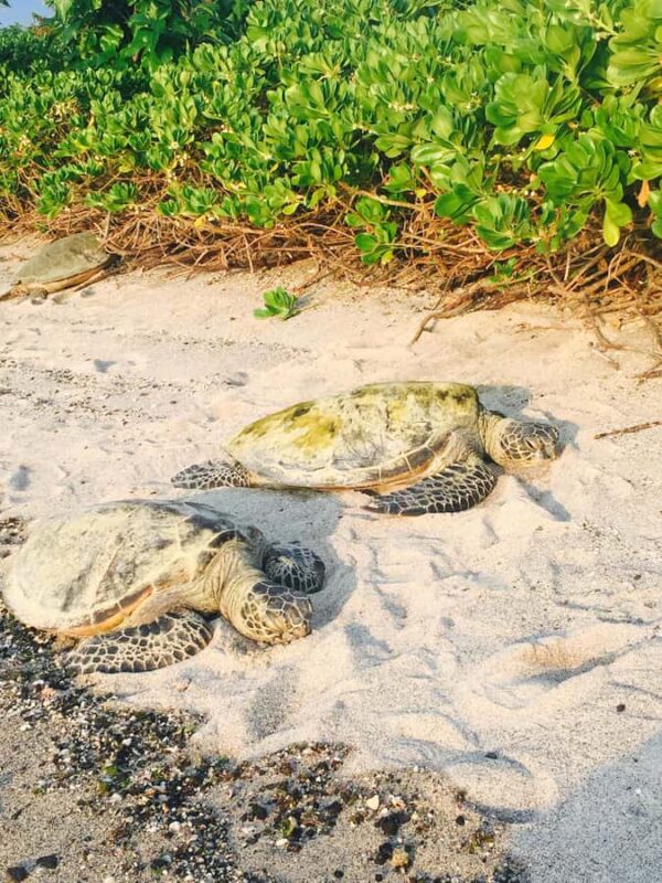 Kona: Coffee and Sea Turtles Tour - Scenic Lookouts and White Sand Beach Relaxation