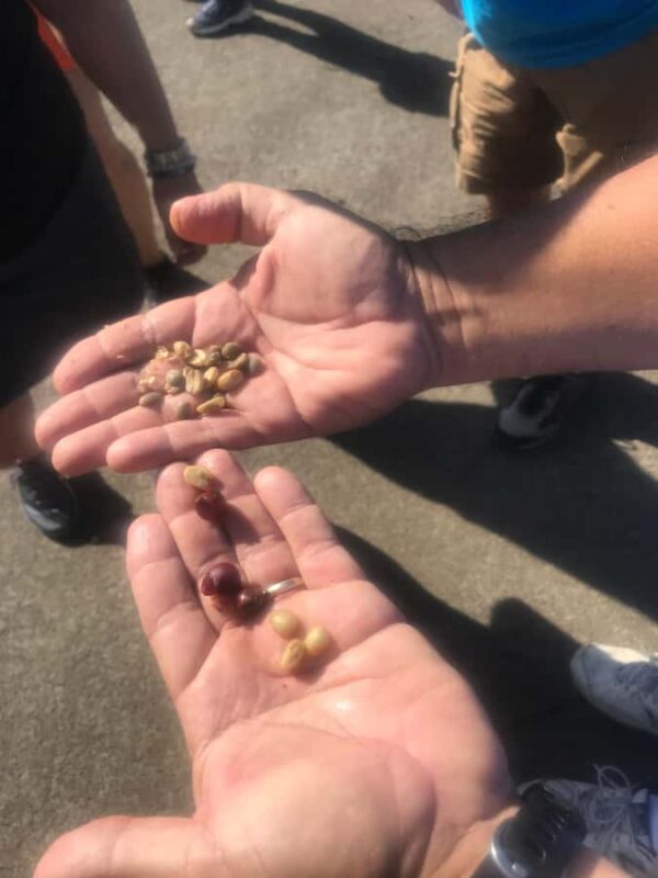 Kona: Coffee and Sea Turtles Tour - Return to Kailua Pier with Time to Reflect