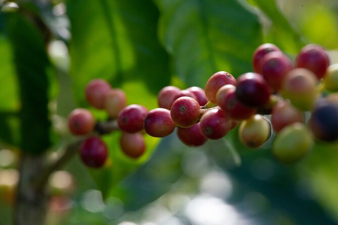 Kona Coffee Farm Tour - The Role of Cats and the Farm’s Peaceful Atmosphere