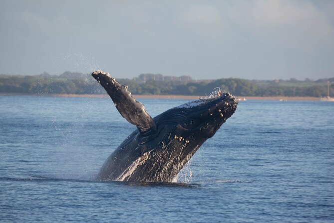 Kona Deluxe Catamaran Whale Watch - What’s Included in the Tour