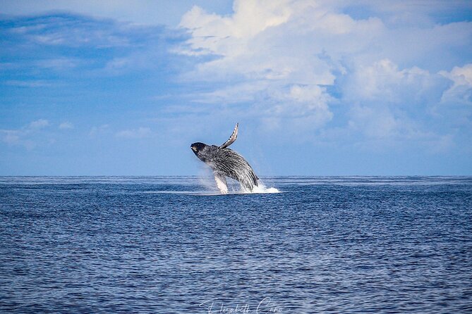 Kona Deluxe Catamaran Whale Watch - Flexibility and Cancellation Policy