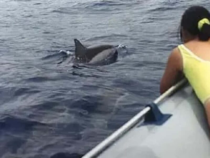 Kona: Deluxe Snorkel Adventure with 2 Snorkeling Spots - Encountering Hawaiian Marine Life Safely and Respectfully