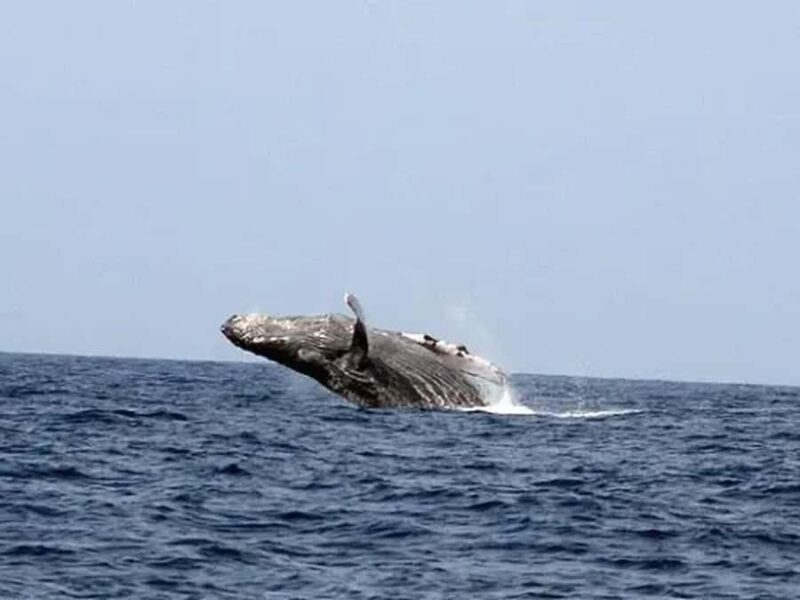 Kona: Dolphin & Whale Watching Tour - Discover the Magic of Dolphins and Whales in Kona