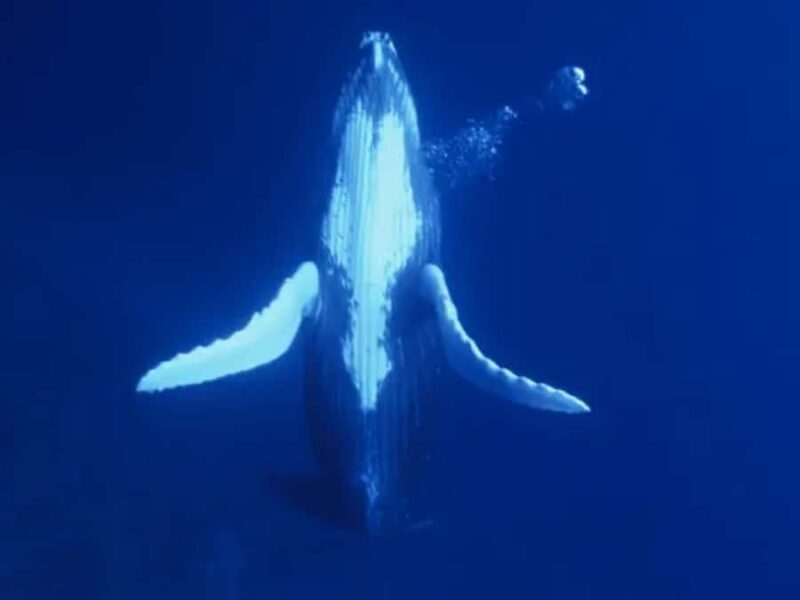 Kona: Dolphin & Whale Watching Tour - Key Points