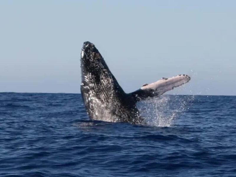 Kona: Dolphin & Whale Watching Tour - Captain-led Narration Adds Educational Value