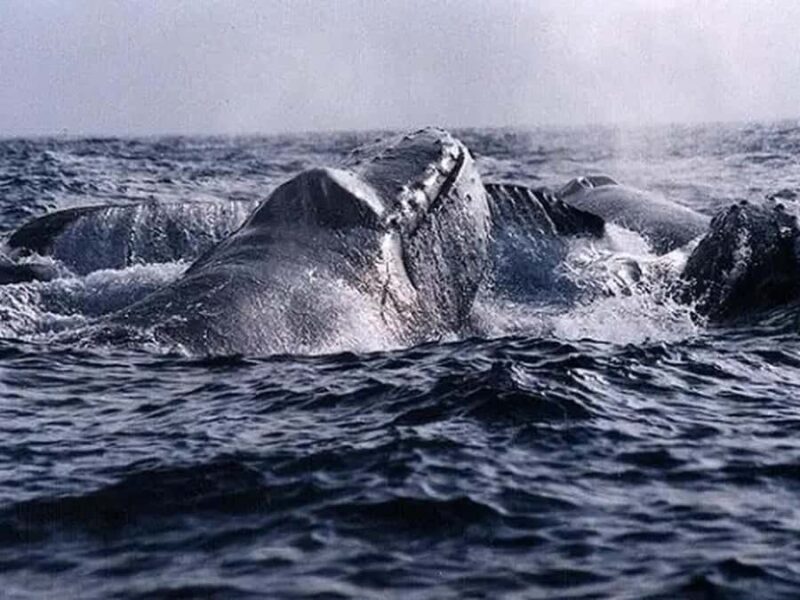 Kona: Dolphin & Whale Watching Tour - Comparing Similar Hawaii Marine Tours