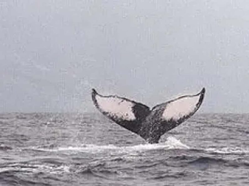 Kona: Dolphin & Whale Watching Tour - Final Recommendations for Potential Participants