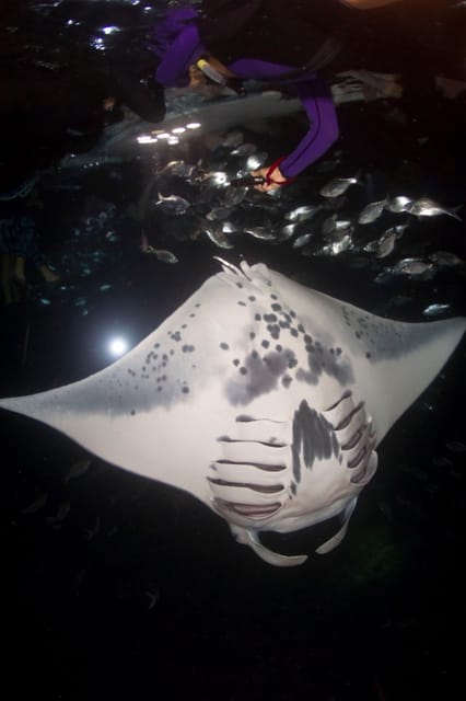 Kona Hi, Sunset Manta Ray Tour 10 passengers maximum - Night Snorkeling Under the Moonlit Kona Sky