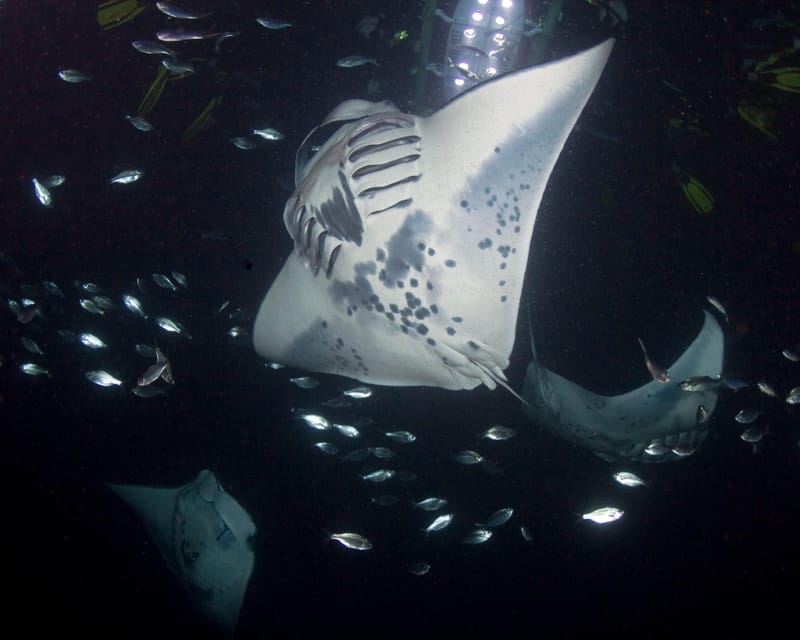 Kona Hi, Sunset Manta Ray Tour 10 passengers maximum - Who Should Book This Tour