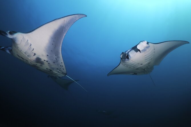 Kona Manta Ray Night Snorkel Adventure! Small Group - Expert Guides and Safety Standards Ensuring a Memorable Adventure