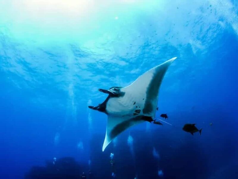 Kona: Manta Ray Night Snorkel Adventure - Safety and Equipment: What’s Provided and What to Bring