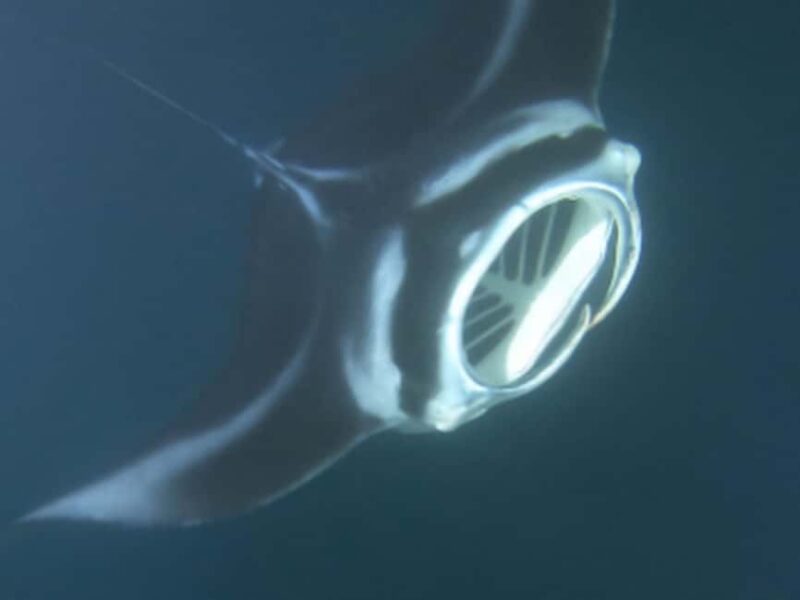 Kona: Manta Ray Night Snorkel Adventure - The Guide and Crew’s Role During the Tour