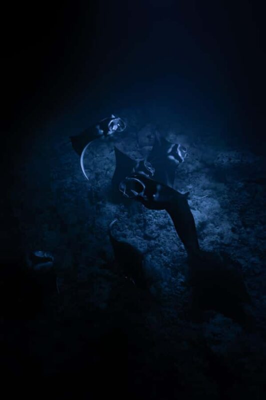 Kona: Manta Ray Night Snorkel - Key Points