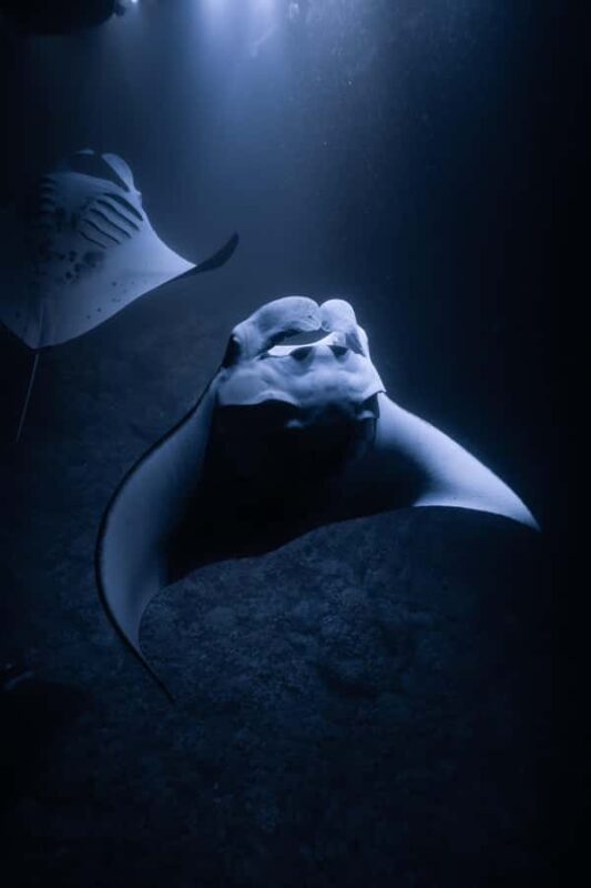 Kona: Manta Ray Night Snorkel - Departure from Honokohau Harbor with Flexible Site Selection