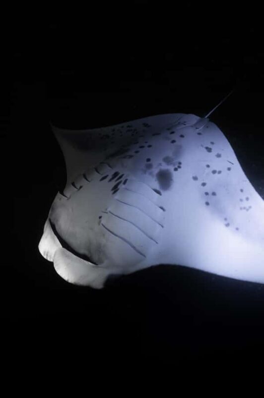 Kona: Manta Ray Night Snorkel - The Manta Snorkel Experience: Close Encounters with Feeding Rays