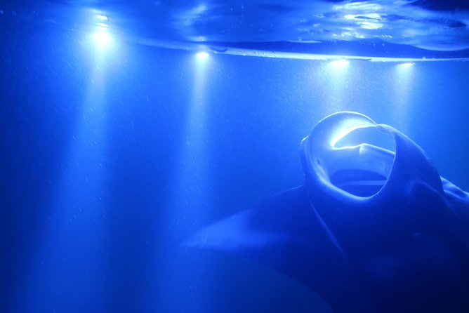 Kona Manta Rays Guaranteed Night Snorkel in Keauhou Harbor - Safety Measures and Physical Requirements