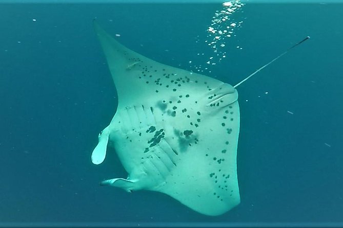 Kona Manta Rays Guaranteed Night Snorkel in Keauhou Harbor - Practical Tips for Your Night Snorkel