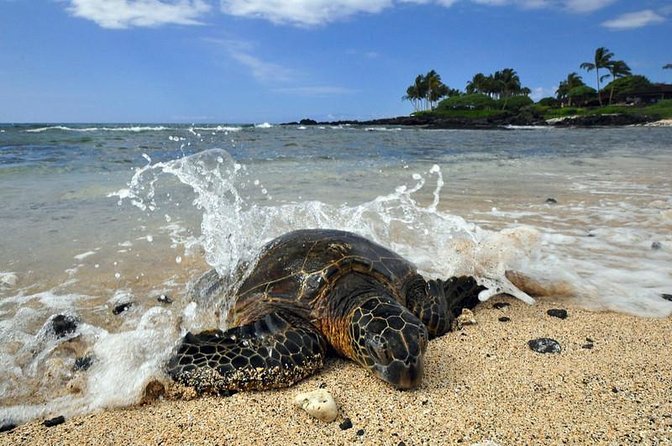 Kona Shore Excursion: Sea Turtles, Historic Kona & Coffee - Explore Kona’s Wildlife, History, and Coffee for Just $139
