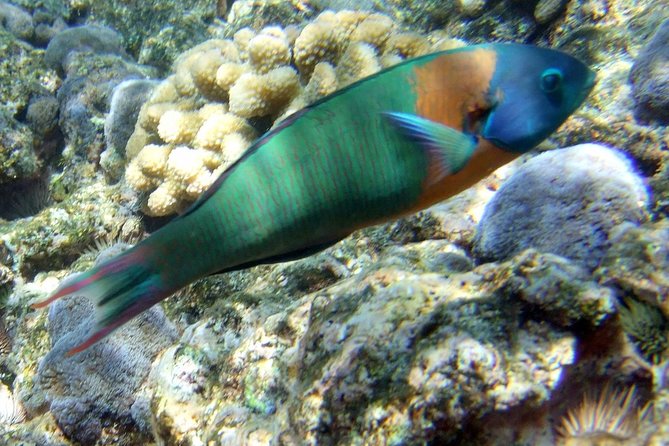 Kona Shore Excursion: Wild Dolphin Reefs Snorkel and Sea Caves - Visiting the Captain Cook Monument and Sea Caves