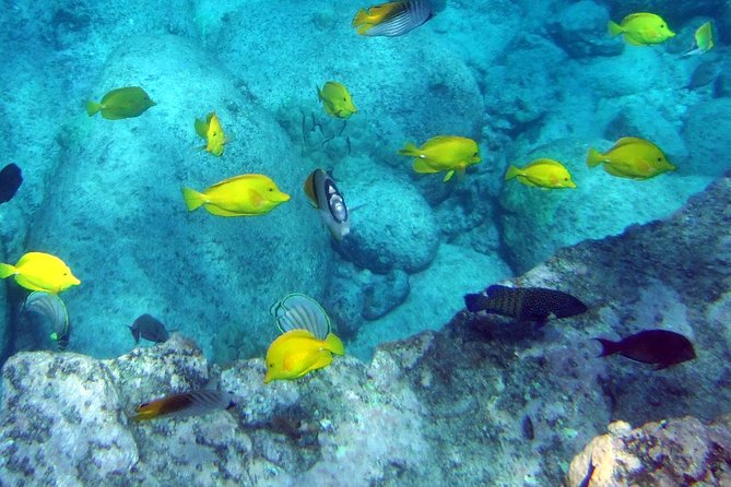 Kona Shore Excursion: Wild Dolphin Reefs Snorkel and Sea Caves - Weather and Cancellation Policies