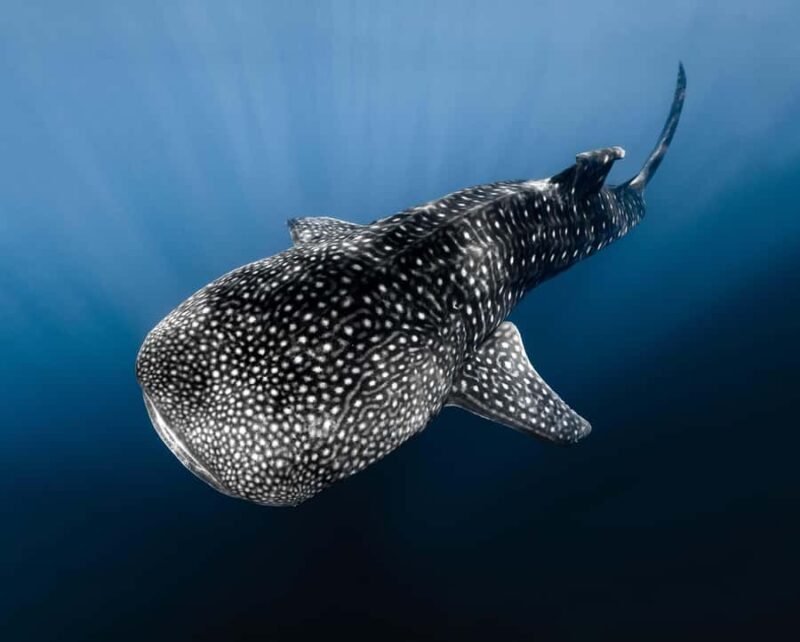 Kona: Small Group Ocean Safari + Snorkel - Encountering Marine Wildlife in Kona’s Waters