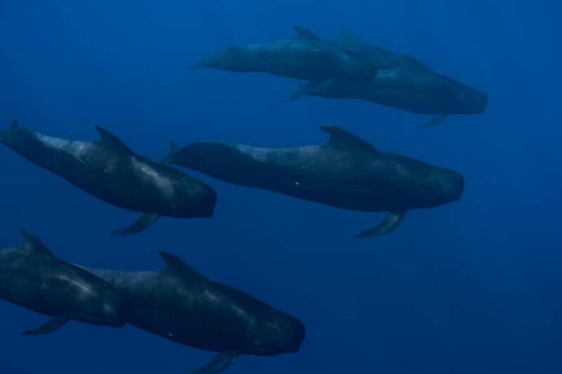 Kona: Small Group Ocean Safari + Snorkel - Snorkeling Experience and Equipment