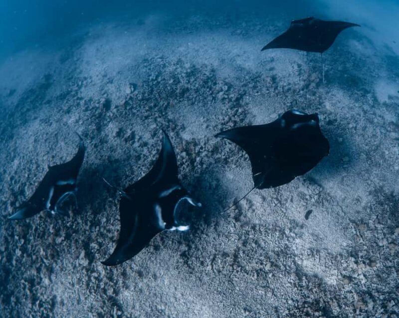 Kona: Small Group Ocean Safari + Snorkel - Meeting Point and Logistics for a Smooth Trip