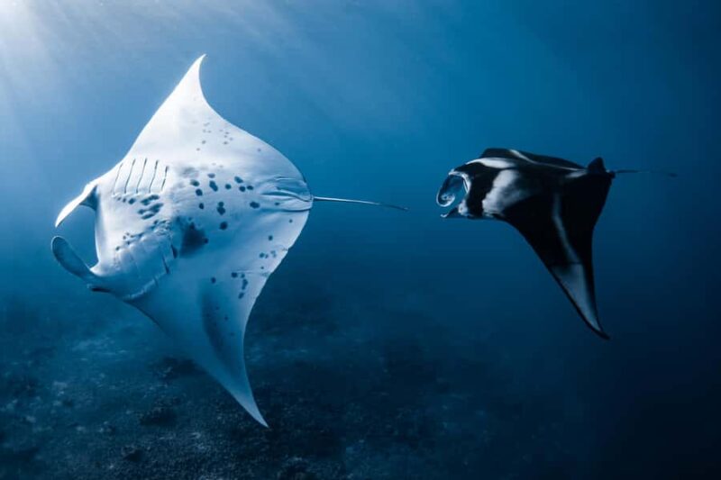 Kona: Small Group Ocean Safari + Snorkel - Kona Ocean Safaris Place Among Marine Tours