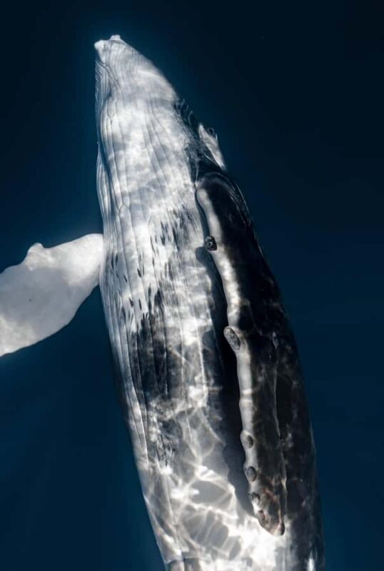 Kona: Small-Group Whale Watching Tour - A Close-Up View of Humpback Whales in Kona’s Waters