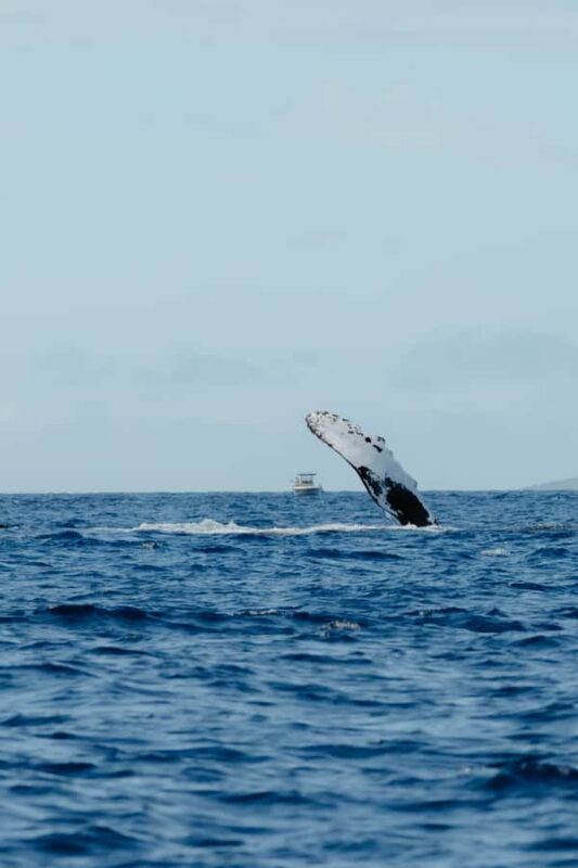 Kona: Small-Group Whale Watching Tour - Departure Point at Honokohau Harbor and Parking Tips