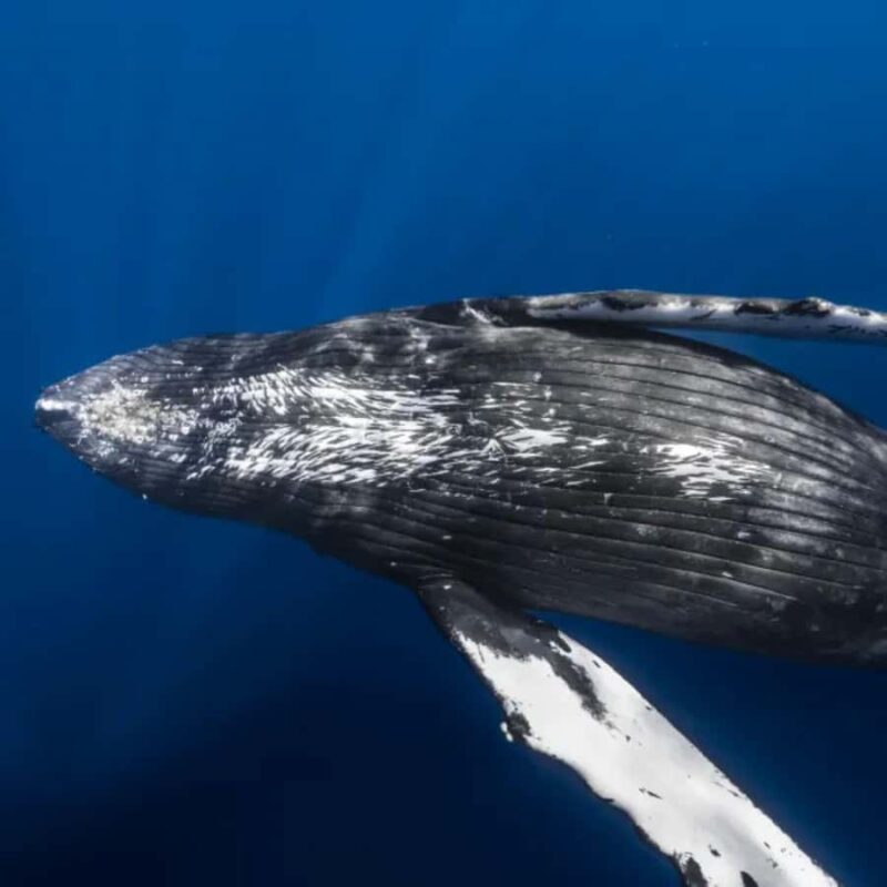 Kona: Small-Group Whale Watching Tour - The Unique Experience of Whale Songs and Behavior