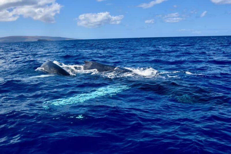 Kona: Small-Group Whale Watching Tour - The Best Time and Conditions for Whale Sightings