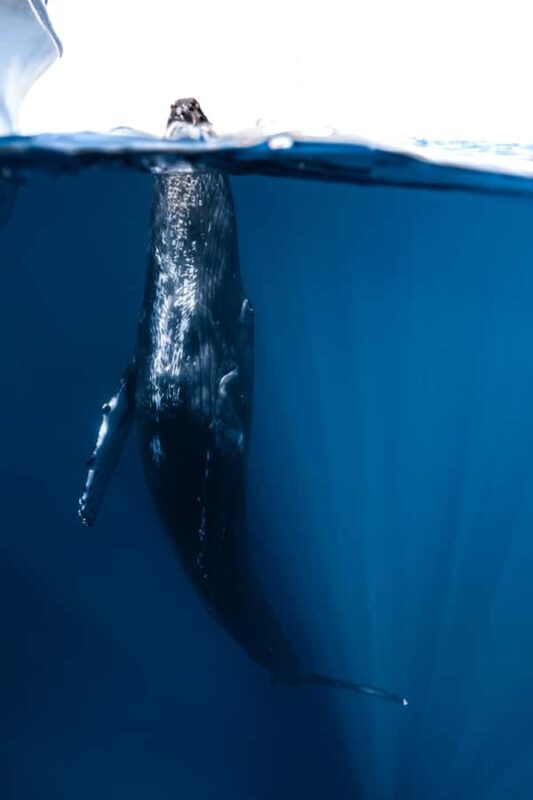 Kona: Small-Group Whale Watching Tour - Why Choose This Tour for a Memorable Kona Experience