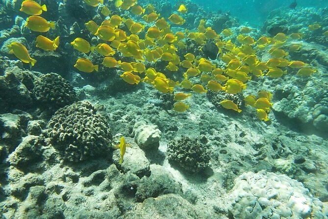 Kona's Deluxe Snorkel - Snorkel Captain Cook and Place of Refuge - Key Points