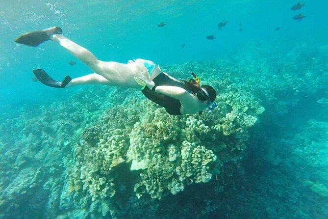 Kona's Deluxe Snorkel - Snorkel Captain Cook and Place of Refuge - Watching for Spinner Dolphins, Whales, and Other Marine Life