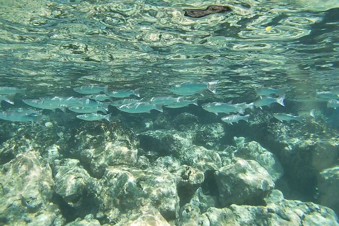 Kona's Deluxe Snorkel - Snorkel Captain Cook and Place of Refuge - Physical Requirements and Accessibility