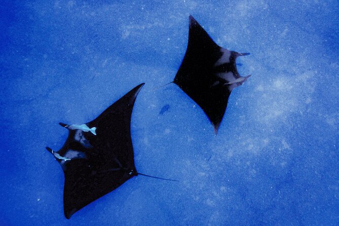 Kona's Magical Manta Ray Night Snorkel: Small-Group Eco-Tour - Small Group Size Ensures Personal Attention