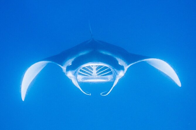 Kona's Magical Manta Ray Night Snorkel: Small-Group Eco-Tour - Professional Guides and Safety Measures