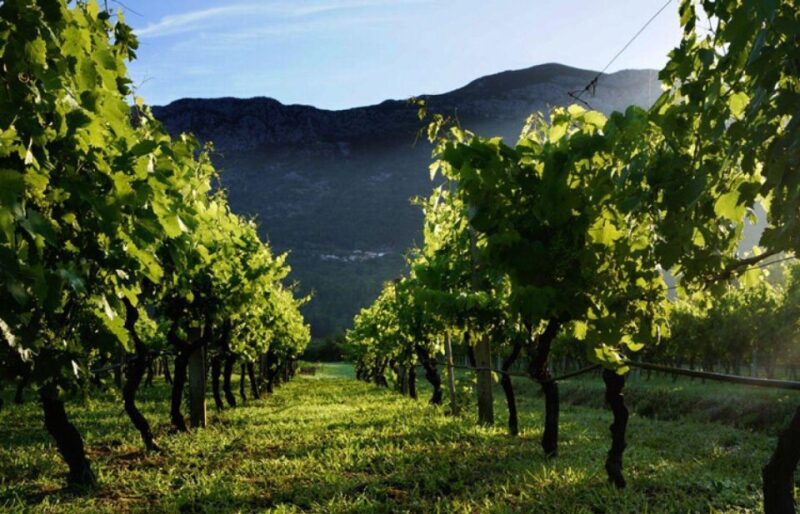 Konavle wine tasting tour from Dubrovnik with 2 vinery's - Discover Croatian Wines in Konavle with a 2-Winery Tasting Experience from Dubrovnik