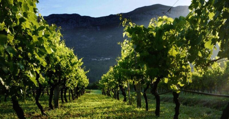 Konavle wine tasting tour from Dubrovnik with 2 vinery's - Key Points