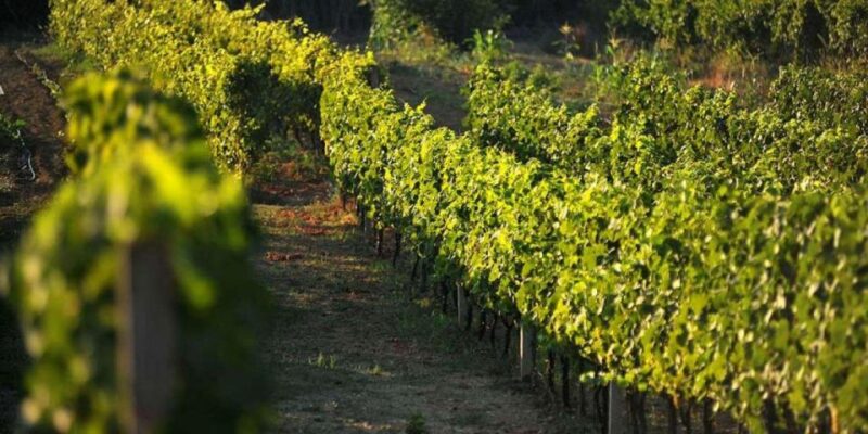 Konavle wine tasting tour from Dubrovnik with 2 vinery's - The Experience and Atmosphere at the Wineries